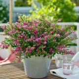 Cuphea Floriglory Diana