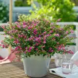 Cuphea Floriglory Diana P14cupfdi - Garden Express Australia