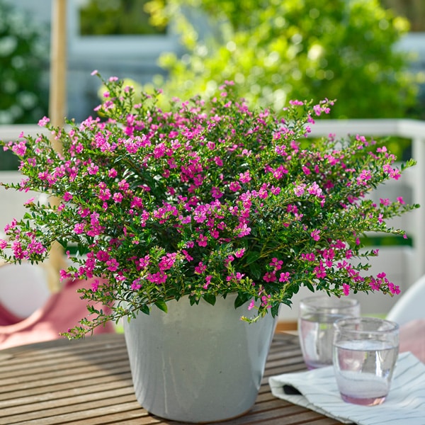 Cuphea Floriglory Diana