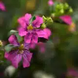 Cuphea Floriglory Selena P14cupfsn - Garden Express Australia