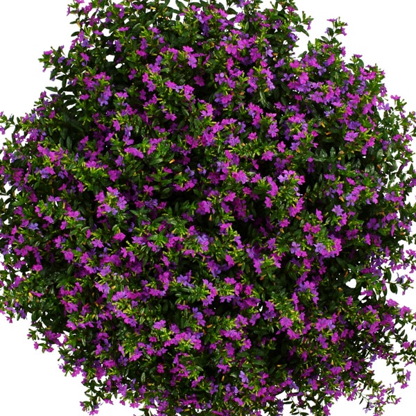 Cuphea Floriglory Selena