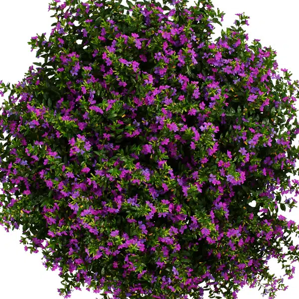 Cuphea Floriglory Selena