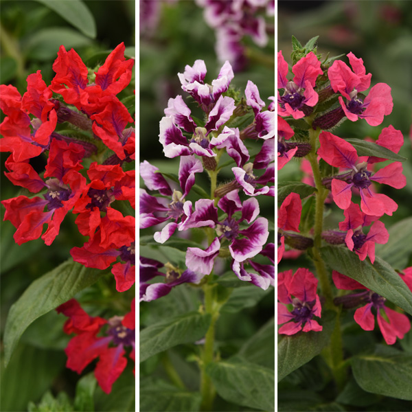 Cuphea Sweet Talk Collection