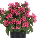 Cuphea Sweet Talk Deep Pink Cuphea Sweet Talk Deep Pink