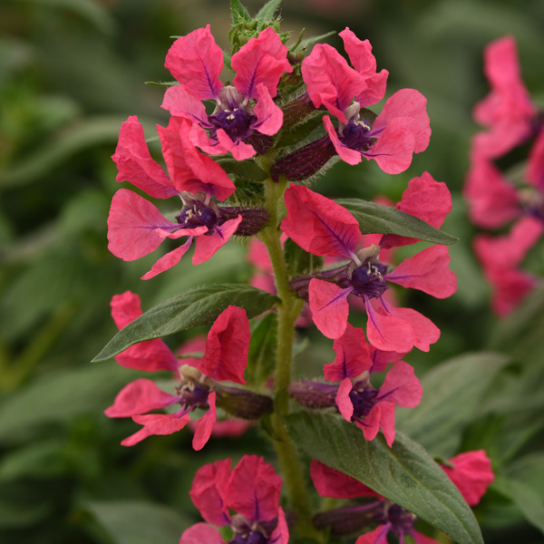 Cuphea Sweet Talk Deep Pink