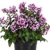 Cuphea Sweet Talk Lavender Splash Cuphea Sweet Talk Lavender Splash