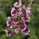 Cuphea Sweet Talk Lavender Splash P68cupstl - Garden Express Australia