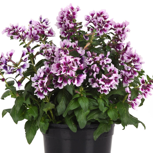 Cuphea Sweet Talk Lavender Splash