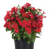 Cuphea Sweet Talk Red Cuphea Sweet Talk Red