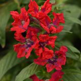Cuphea Sweet Talk Red P68cupstr - Garden Express Australia