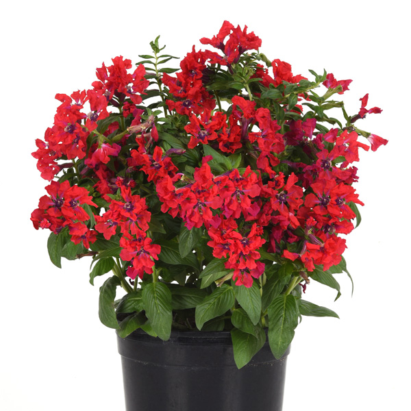 Cuphea Sweet Talk Red