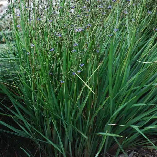 Dianella Seaspray