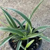 Dianella Silverado Dianella Silverado