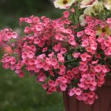 Diascia Rose Joy Diascia Rose Joy