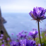 Dichelostemma Capitatum Dichelostemma Capitatum
