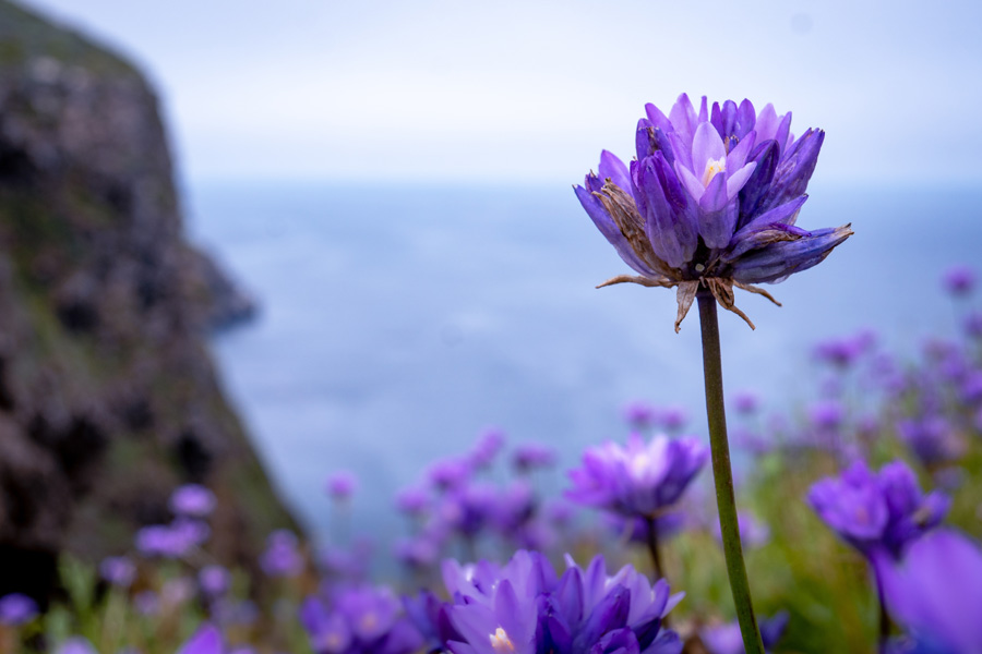 Dichelostemma Capitatum