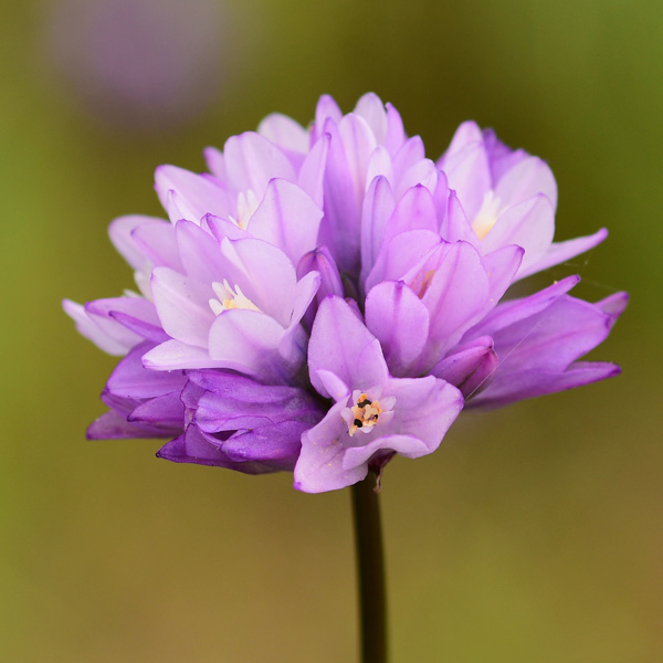 Dichelostemma Capitatum