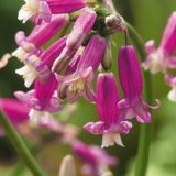 Dichelostemma Ida Maia Pink Diamond Pkdicimpd 2026 - Garden Express Australia