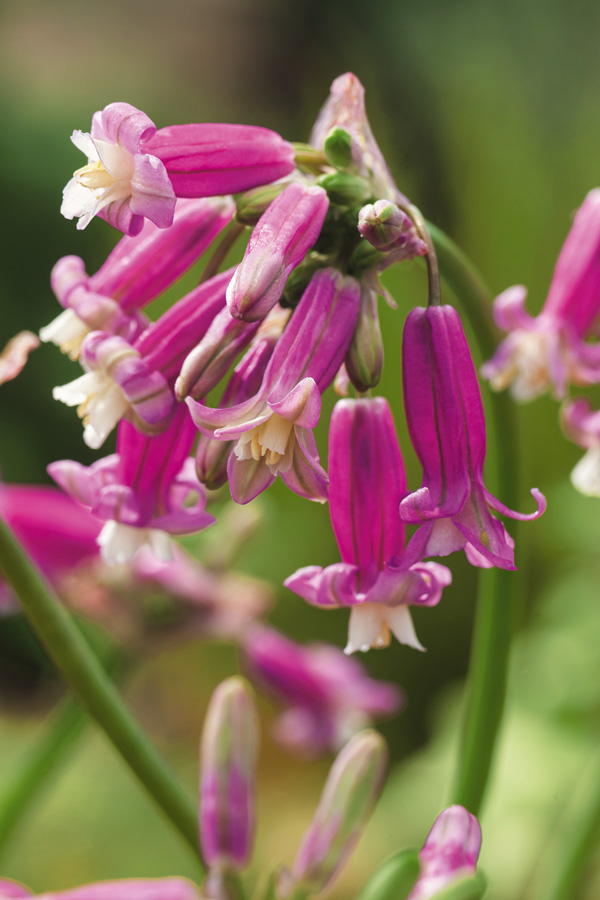 Dichelostemma Ida-Maia Pink Diamond