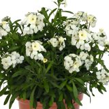 Erysimum Wallart Pearl P68erywp - Garden Express Australia