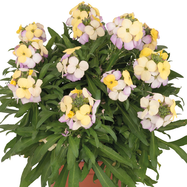 Erysimum Wallart Pink Lemonade