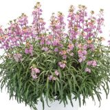 Erysimum Sunstrong Bicolour Purple Erysimum Sunstrong Bicolour Purple