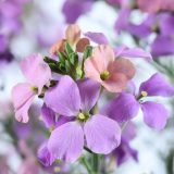 Erysium Sunstrong Bicolor Purple P68erysbp - Garden Express Australia