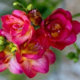 Freesia Cherise