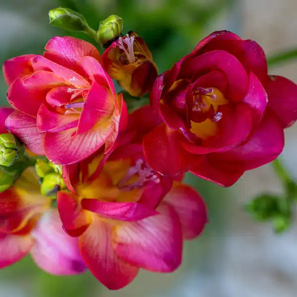 Freesia Cherise