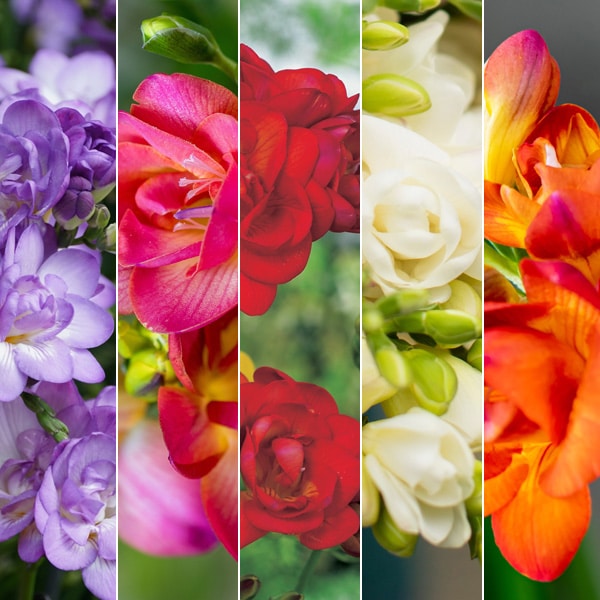 Freesia Double Collection Freesia Double Collection