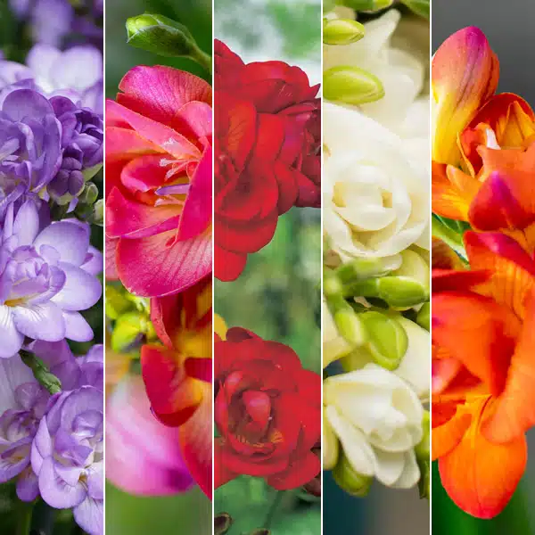 Freesia Double Collection