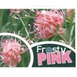 Grevillea Frosty Pink