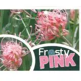 Grevillea Frosty Pink - Garden Express Australia