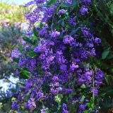 Hardenbergia Sea Of Purple