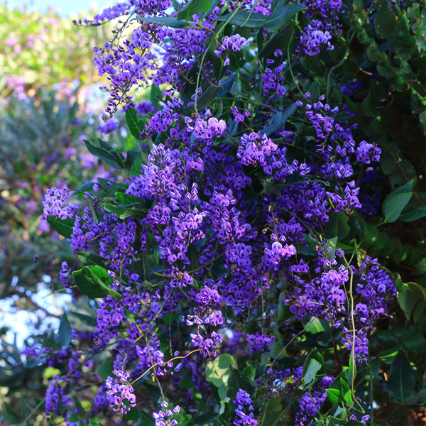 Hardenbergia Sea Of Purple