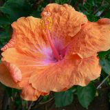 Hibiscus Ben Lexcen P10hibblx - Garden Express Australia