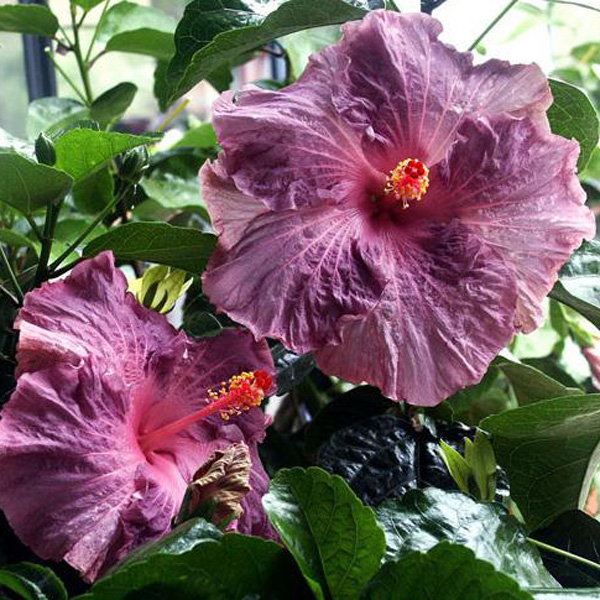 Hibiscus Berried Treasure Hibiscus Berried Treasure