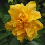 Hibiscus Lady Cilento Hibiscus Lady Cilento