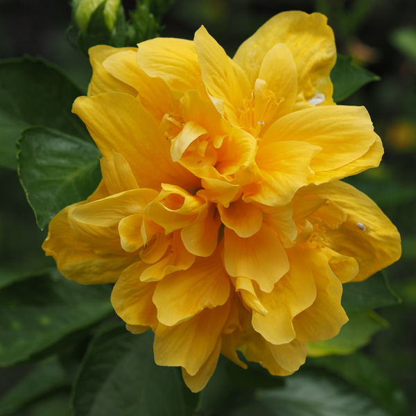 Hibiscus Lady Cilento