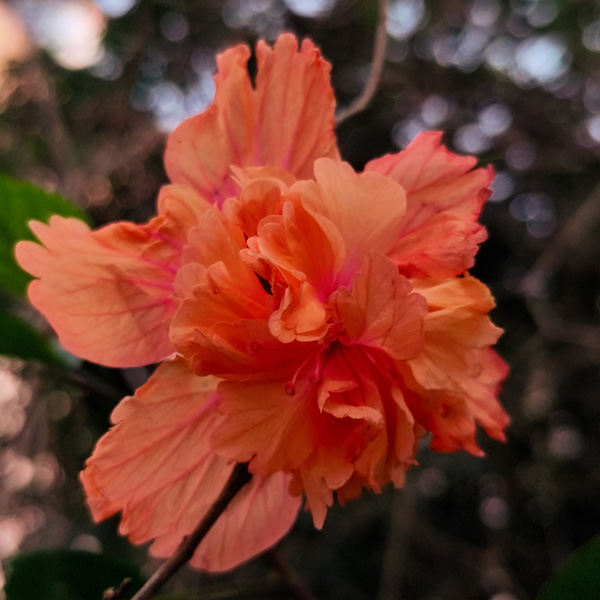 Hibiscus Gold Coast City Hibiscus Gold Coast City