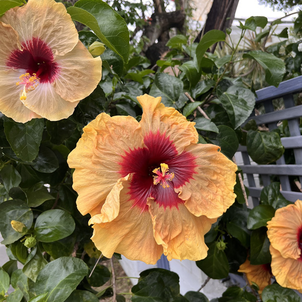 Hibiscus Herm Geller Hibiscus Herm Geller