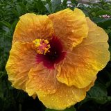 Hibiscus Herm Geller Hibiscus Herm Geller