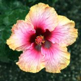 Hibiscus Pirates Patch By David J Via Wiki P10hibppa - Garden Express Australia