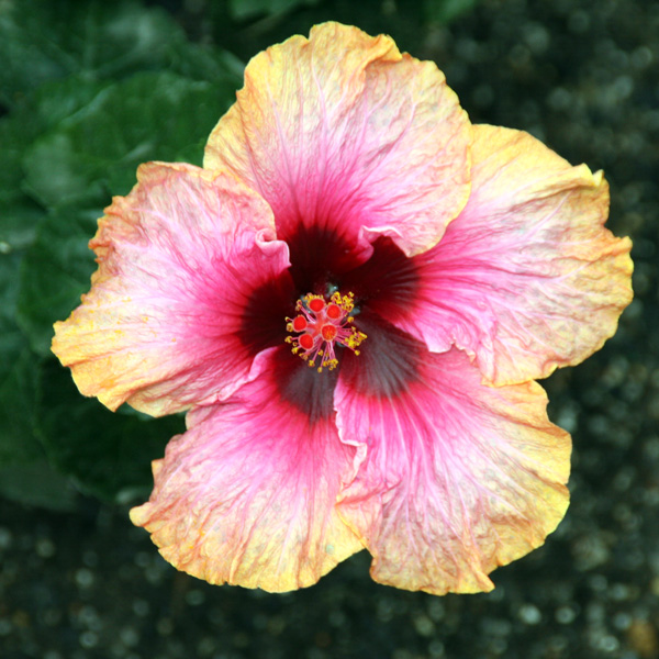 Hibiscus Pirates Patch Hibiscus Pirates Patch