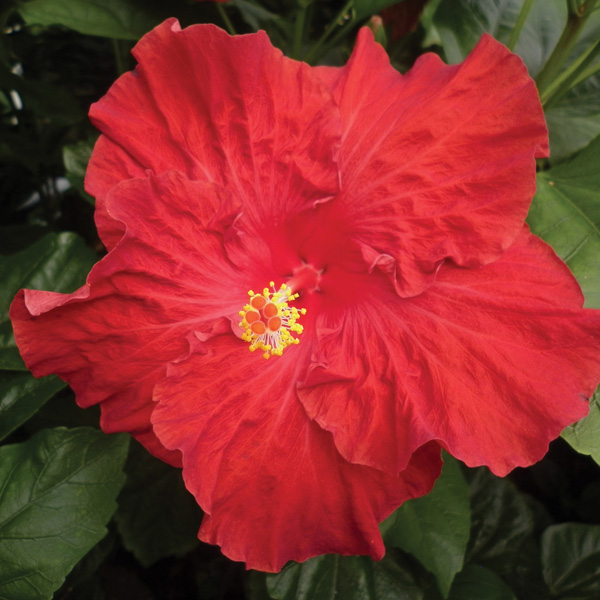 Hibiscus Rio Clara Absolute Ruby