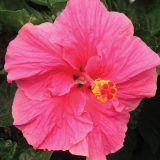 Hibiscus Rio Clara Hot Pink P10hibrchp - Garden Express Australia
