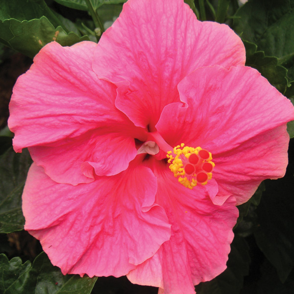 Hibiscus Rio Clara Hot Pink