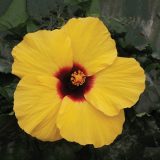 Hibiscus Rio Clara Lemon Delight P10hibrcld - Garden Express Australia