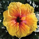Hibiscus Rio Clara Peach Melba P10hibrcpm - Garden Express Australia