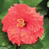 Hibiscus Rio Clara Ruffled Red P10hibrcrr - Garden Express Australia
